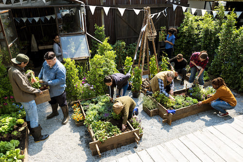 people planting a community vegetable garden
