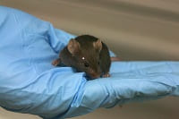 Mouse Models Show Evidence for Ketamine as a Long-Lasting Antidepressant