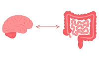 Randomized Clinical Trial Finds Probiotics May Help Support Treatment of Major Depressive Disorder